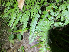 Adiantum formosum