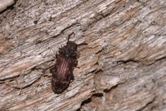 Docalis funerosus