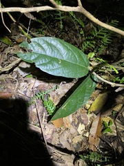 Aristolochia praevenosa