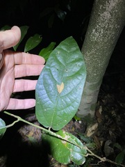 Aristolochia praevenosa