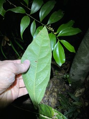 Aristolochia praevenosa