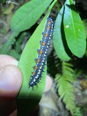 Doleschallia bisaltide australis