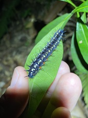 Doleschallia bisaltide australis