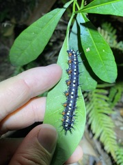 Doleschallia bisaltide australis