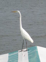 Ardea alba