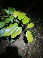 Mischocarpus pyriformis