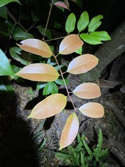 Mischocarpus pyriformis