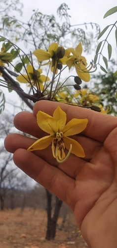 Long-pod-cassia (Cassia abbreviata)