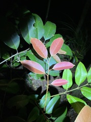 Mischocarpus pyriformis