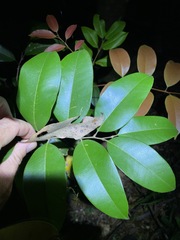 Mischocarpus pyriformis