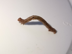 Hypomecis punctinalis