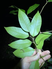 Mischocarpus pyriformis