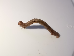 Hypomecis punctinalis