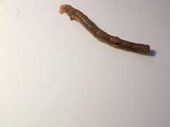 Hypomecis punctinalis