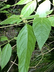 Callicarpa pedunculata
