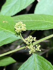 Callicarpa pedunculata