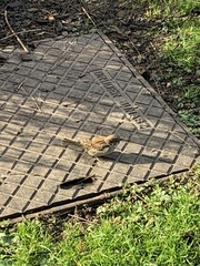 Passer domesticus