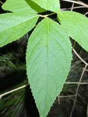 Callicarpa pedunculata