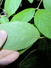Callicarpa pedunculata