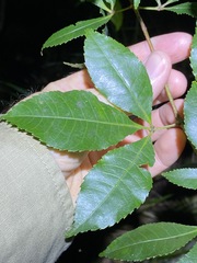 Pseudoweinmannia lachnocarpa