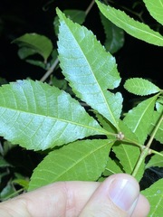 Pseudoweinmannia lachnocarpa