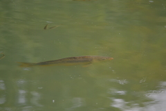 Cyprinus carpio carpio