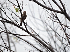 Haemorhous mexicanus