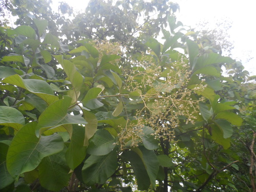 Teak