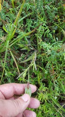 Crotalaria sagittalis