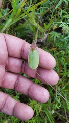 Crotalaria sagittalis
