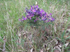 Astragalus suffruticosus