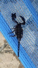Hormuridae