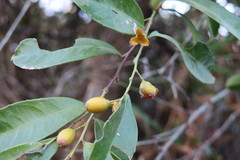 Celastrus stylosus