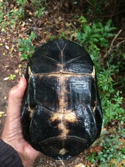 Pelusios rhodesianus