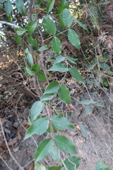 Zanthoxylum scandens
