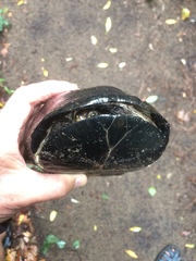 Pelusios rhodesianus