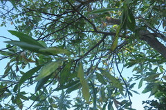 Acacia mangium