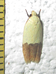 Odites natalensis