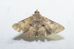 Hypospila bolinoides