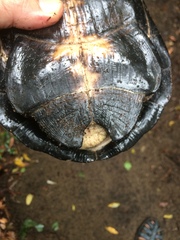 Pelusios rhodesianus