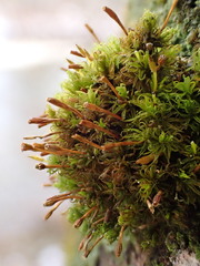 Ulota bruchii