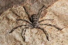 Holconia flindersi