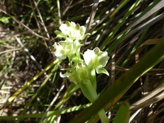 Pterygodium hastatum