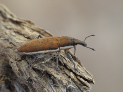 Lixus albomarginatus