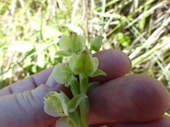 Pterygodium hastatum