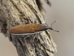 Lixus albomarginatus