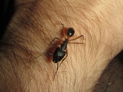 Camponotus confusus