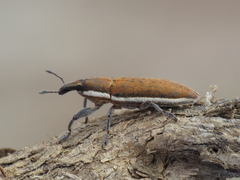 Lixus albomarginatus