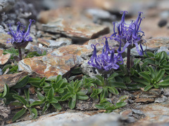 Phyteuma globulariifolium