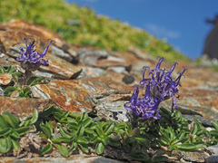 Phyteuma globulariifolium